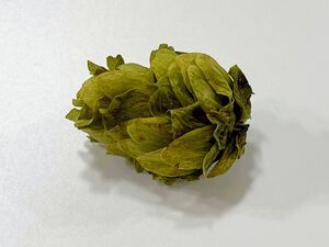 Hop dried.jpg