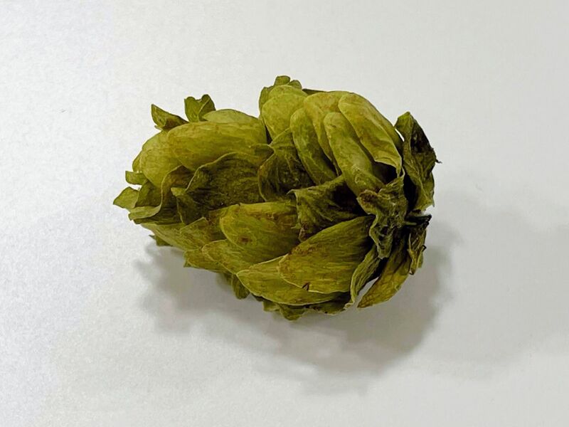 파일:Hop dried.jpg